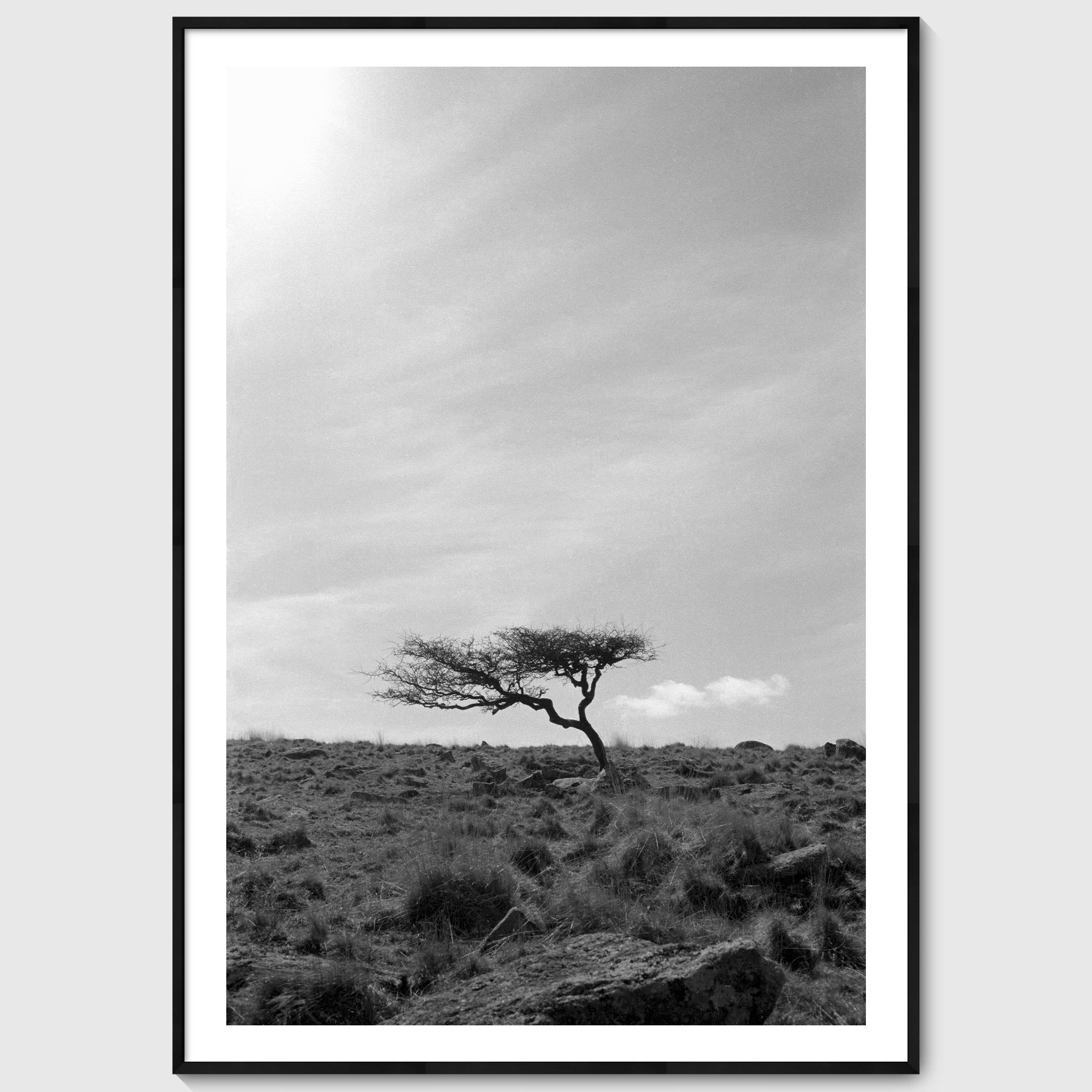 Krummholz - A lone, weathered tree in the middle of a moorland