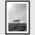 Krummholz - A lone, weathered tree in the middle of a moorland
