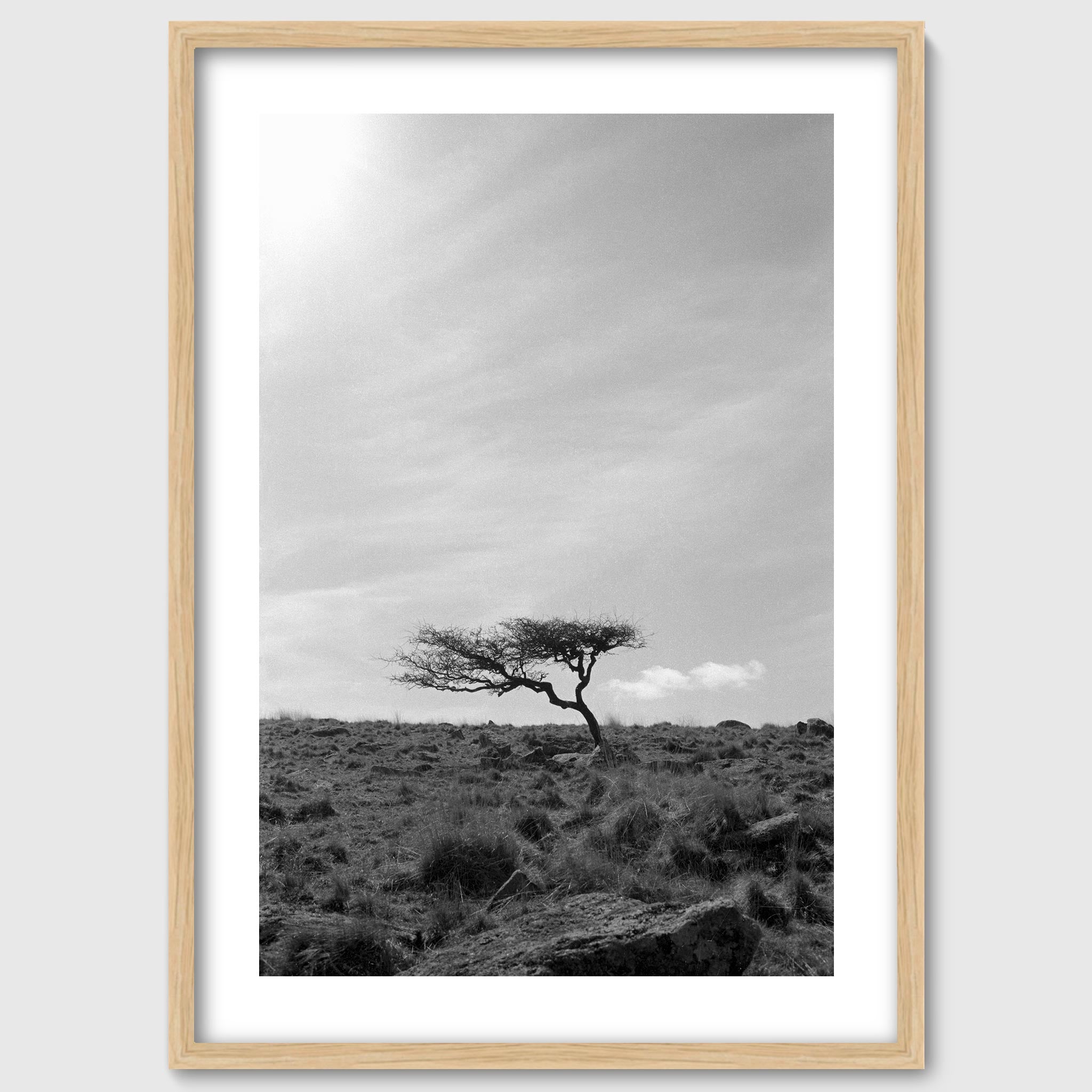 Krummholz - A lone, weathered tree in the middle of a moorland