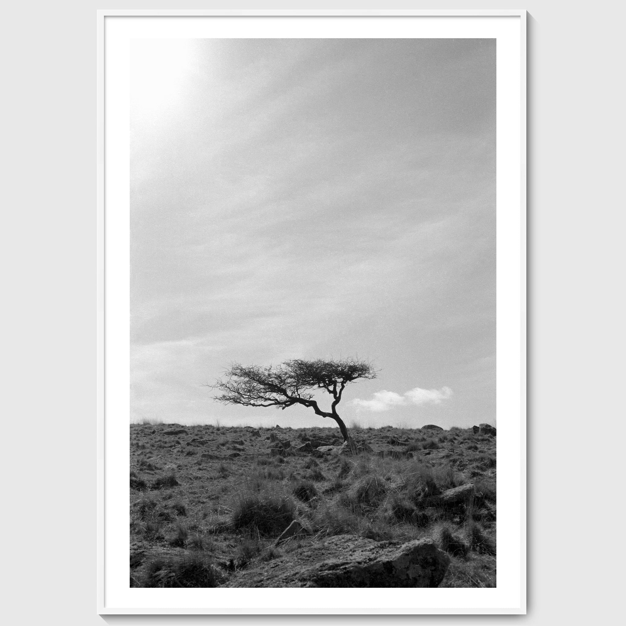 Krummholz - A lone, weathered tree in the middle of a moorland