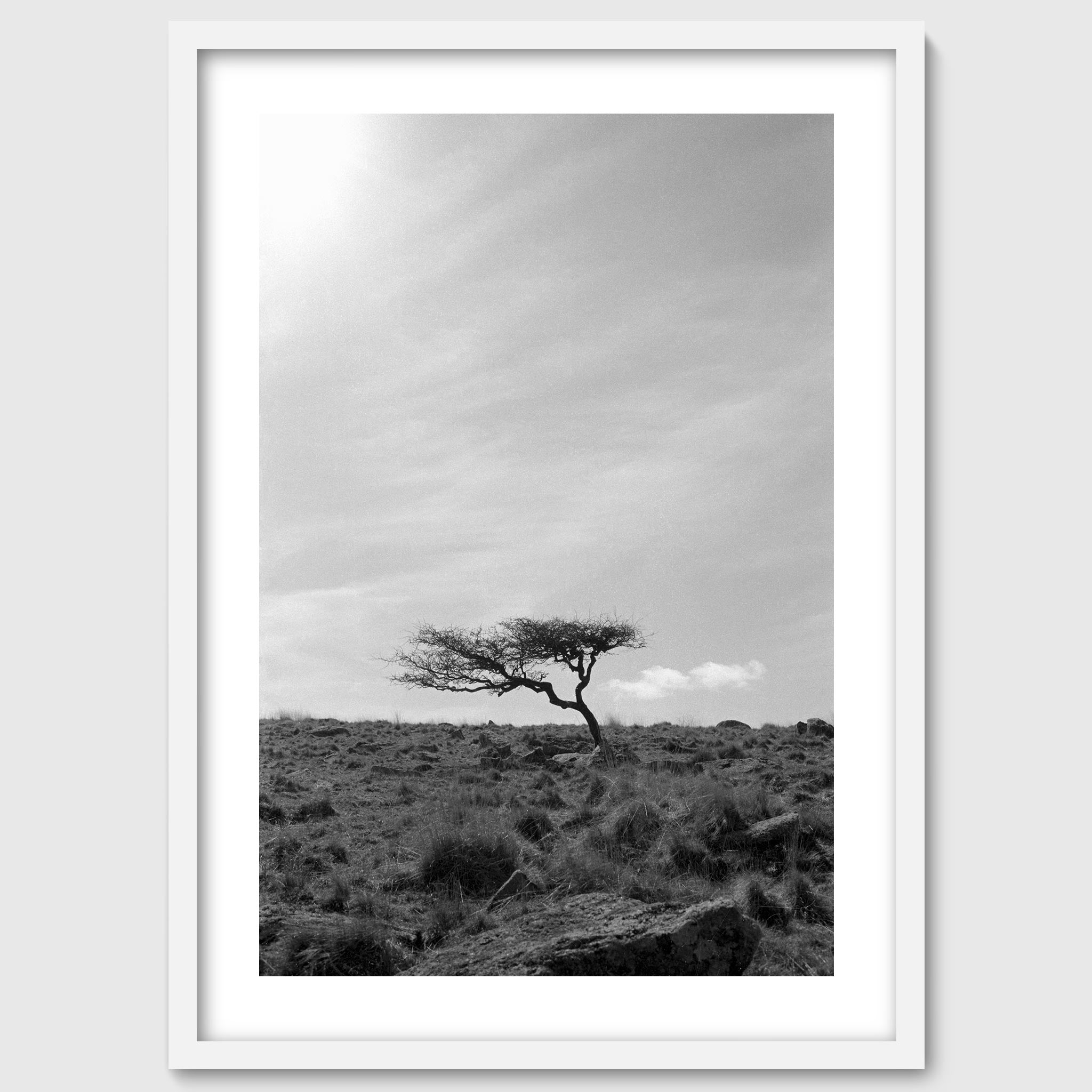 Krummholz - A lone, weathered tree in the middle of a moorland
