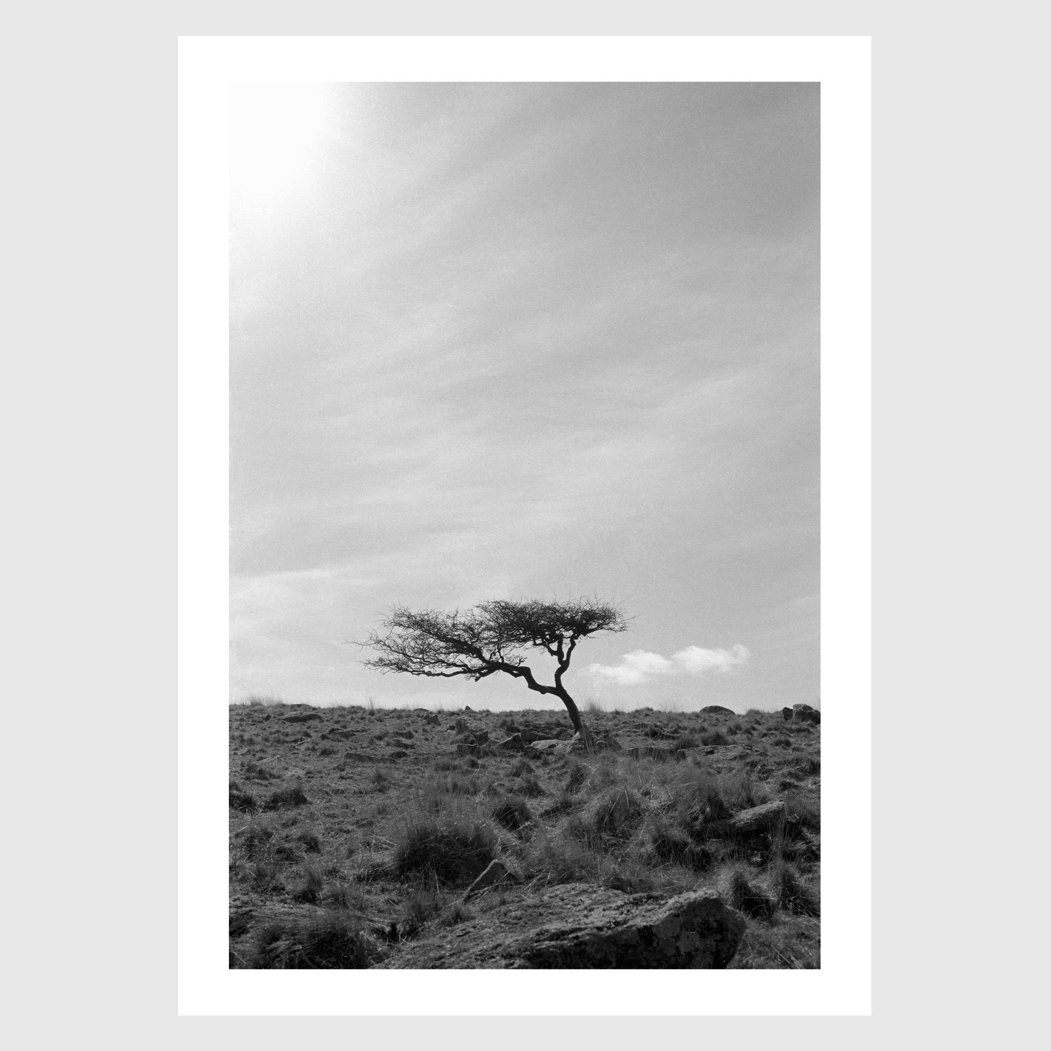 Krummholz - A lone, weathered tree in the middle of a moorland