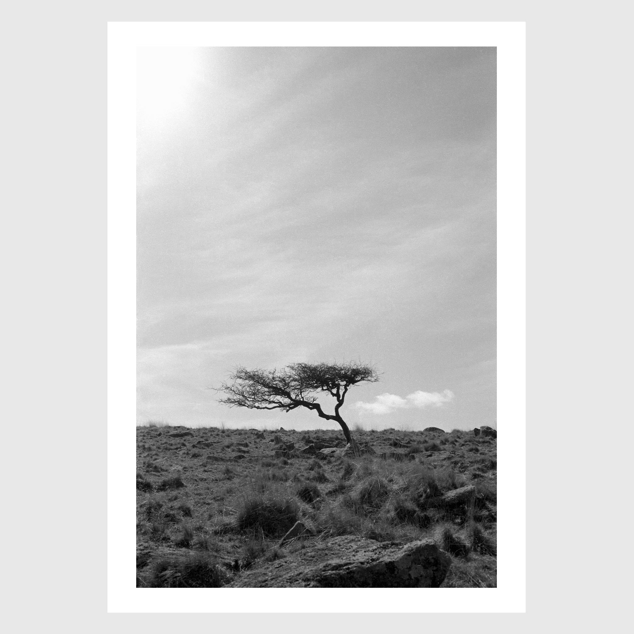 Krummholz - A lone, weathered tree in the middle of a moorland