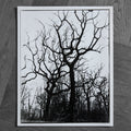Black and white photograph of a leafless tree with twisting, sculptural branches rising against a pale sky, set within a wooded landscape. Minimalist fine art photography print.