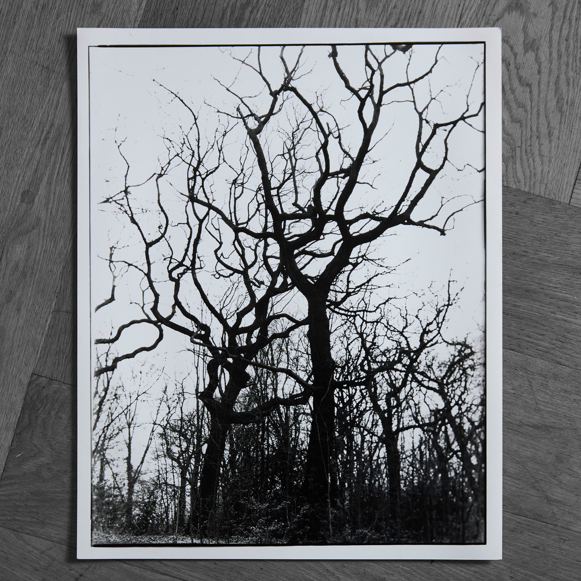 Black and white photograph of a leafless tree with twisting, sculptural branches rising against a pale sky, set within a wooded landscape. Minimalist fine art photography print.