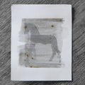 One-off black and white darkroom photograph of a horse rendered through a hand-painted emulsion layer, hand-printed by the artist.